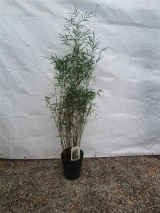 Fargesia robusta 'Campbell' 125-150 cm cont. 10L - afbeelding 4