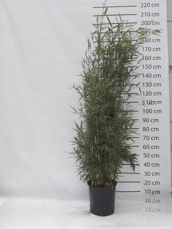 Fargesia robusta 'Campbell' 125-150 cm cont. 15L - afbeelding 6