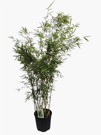 Fargesia robusta 'Campbell' 125-150 cm cont. 15L - image 4