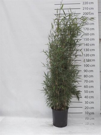Fargesia robusta 'Campbell' 125-150 cm cont. 15L - image 2