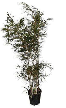 Fargesia robusta 'Campbell' 150-175 cm cont. 10L - afbeelding 3