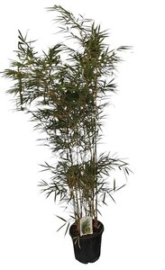 Fargesia robusta 'Campbell' 150-175 cm cont. 10L - afbeelding 3