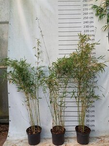 Fargesia robusta 'Campbell' 150-175 cm cont. 10L - afbeelding 2