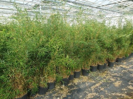 Fargesia robusta 'Campbell' 150-175 cm cont. 15L - afbeelding 2