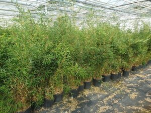 Fargesia robusta 'Campbell' 150-175 cm cont. 15L - afbeelding 2