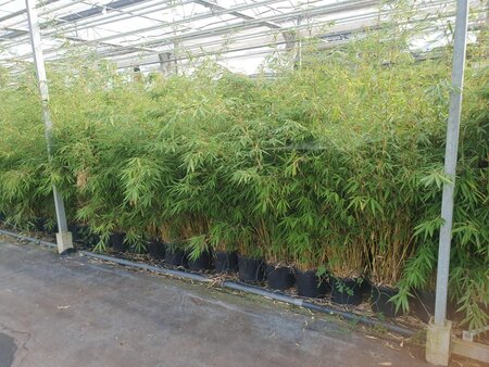 Fargesia robusta 'Campbell' 150-175 cm cont. 15L - afbeelding 3