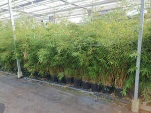 Fargesia robusta 'Campbell' 150-175 cm cont. 15L - afbeelding 3