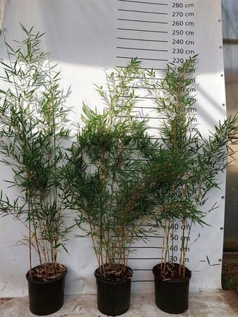 Fargesia robusta 'Campbell' 150-175 cm cont. 15L - image 4