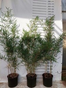 Fargesia robusta 'Campbell' 150-175 cm cont. 15L - image 4