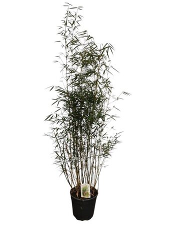 Fargesia robusta 'Campbell' 150-175 cm cont. 15L - image 6