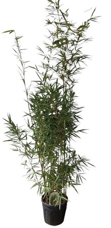 Fargesia robusta 'Campbell' 175-200 cm cont. 10L - afbeelding 3