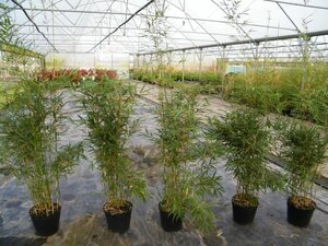 Fargesia robusta 'Campbell' 175-200 cm cont. 10L - afbeelding 2