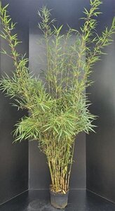 Fargesia robusta 'Campbell' 175-200 cm cont. 10L - afbeelding 4