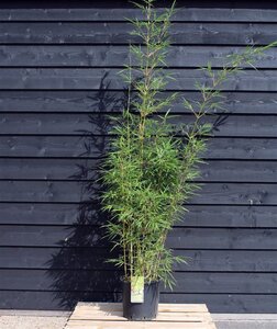 Fargesia robusta 'Campbell' 175-200 cm cont. 15L - afbeelding 2