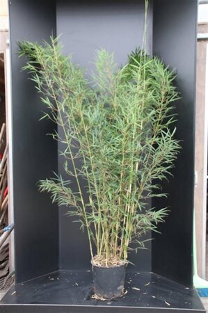 Fargesia robusta 'Campbell' 175-200 cm cont. 15L - image 2
