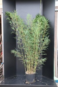 Fargesia robusta 'Campbell' 175-200 cm cont. 20L - afbeelding 2