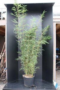 Fargesia robusta 'Campbell' 175-200 cm cont. 30L - afbeelding 4