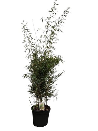 Fargesia robusta 'Campbell' 175-200 cm cont. 30L - afbeelding 2