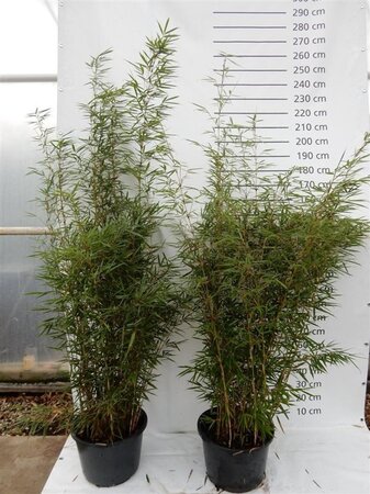 Fargesia robusta 'Campbell' 175-200 cm cont. 30L - image 3