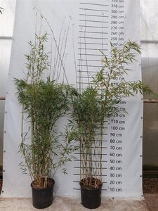 Fargesia robusta 'Campbell' 200-225 cm cont. 15L - afbeelding 2