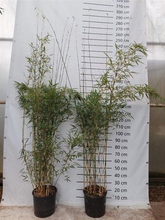 Fargesia robusta 'Campbell' 200-225 cm cont. 15L - image 2