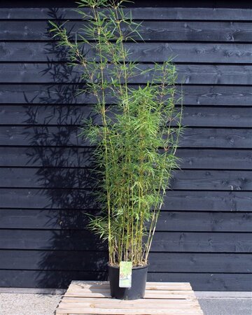 Fargesia robusta 'Campbell' 200-225 cm cont. 20L - afbeelding 2