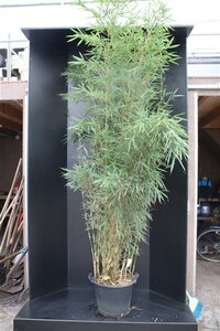 Fargesia robusta 'Campbell' 200-225 cm cont. 20L - afbeelding 2