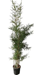 Fargesia robusta 'Campbell' 200-250 cm cont. 10L - afbeelding 2