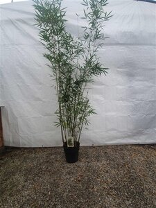 Fargesia robusta 'Campbell' 200-250 cm cont. 10L - afbeelding 3