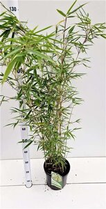 Fargesia robusta 'Campbell' 60-80 cm cont. 5,0L - afbeelding 2
