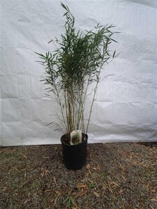 Fargesia robusta 'Campbell' 80-100 cm cont. 15L - afbeelding 2