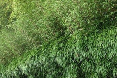 Fargesia 'Red Dragon' 100-125 cm cont. 10L - afbeelding 1