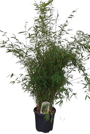 Fargesia 'Red Dragon' 100-125 cm cont. 10L - afbeelding 3
