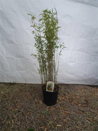 Fargesia 'Red Dragon' 100-125 cm cont. 10L - afbeelding 4