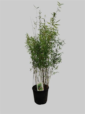 Fargesia 'Red Dragon' 100-125 cm cont. 10L - afbeelding 5