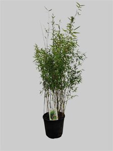 Fargesia 'Red Dragon' 100-125 cm cont. 10L - afbeelding 5