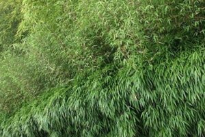 Fargesia 'Red Dragon' 100-125 cm cont. 15L