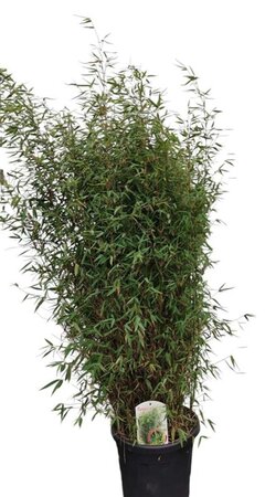 Fargesia 'Red Dragon' 100-125 cm cont. 15L - image 3