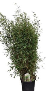 Fargesia 'Red Dragon' 100-125 cm cont. 15L - image 3