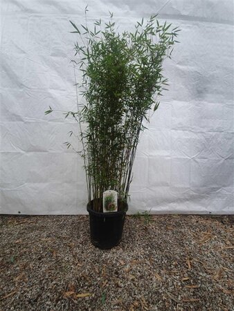 Fargesia 'Red Dragon' 100-125 cm cont. 15L - image 4