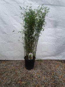 Fargesia 'Red Dragon' 100-125 cm cont. 15L - image 4