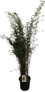 Fargesia 'Red Dragon' 150-175 cm cont. 15L - afbeelding 3