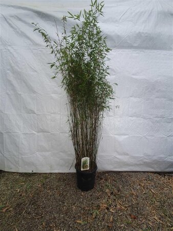 Fargesia 'Red Dragon' 150-175 cm cont. 15L - afbeelding 4