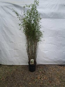 Fargesia 'Red Dragon' 150-175 cm cont. 15L - afbeelding 4