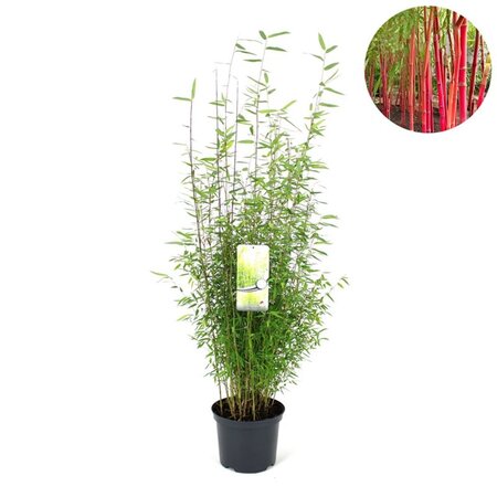 Fargesia 'Red Dragon' 60-80 cm cont. 5,0L - afbeelding 3