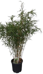 Fargesia robusta 'Pingwu' 100-125 cm cont. 10L