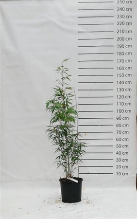 Fargesia robusta 'Pingwu' 100-125 cm cont. 15L