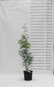 Fargesia robusta 'Pingwu' 100-125 cm cont. 15L