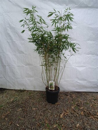 Fargesia robusta 'Pingwu' 125-150 cm cont. 10L - afbeelding 1