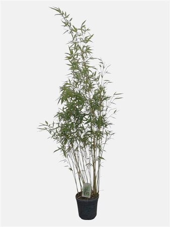 Fargesia robusta 'Pingwu' 125-150 cm cont. 10L - afbeelding 2